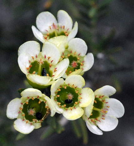 Chamelaucium megalopetalum flower