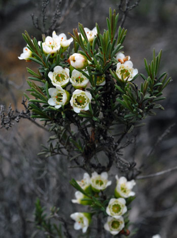 Chamelaucium megalopetalum whole