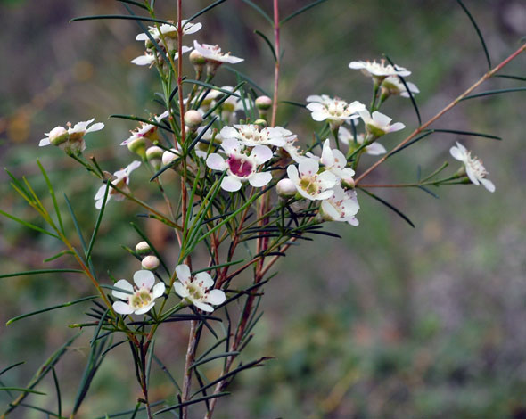 Chamelaucium uncinatum