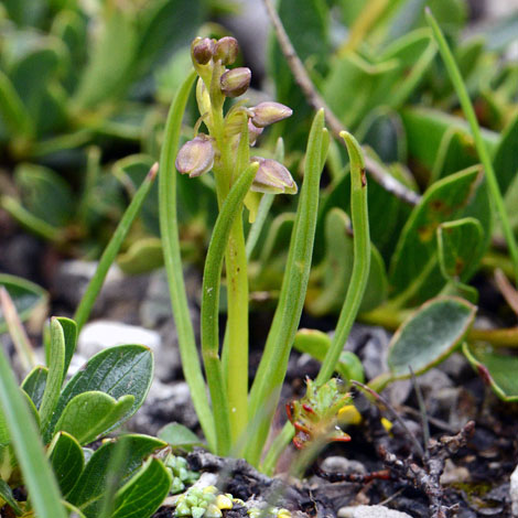 Chamorchis alpina whole
