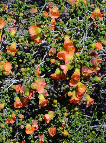 Cheyniana microphylla close