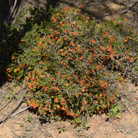 Cheyniana microphylla whole