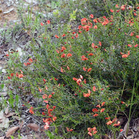 Chorizema dicksonii whole