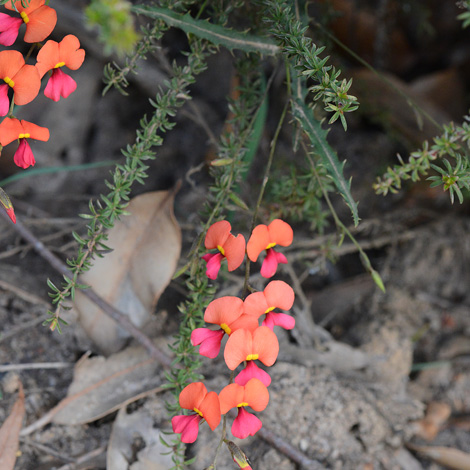 Chorizema retrorsum whole