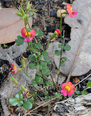 Chorizema rhombeum close