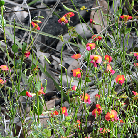 Chorizema rhombeum whole