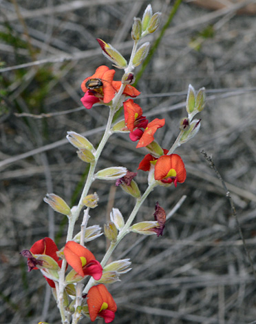 Chorizema uncinatum close