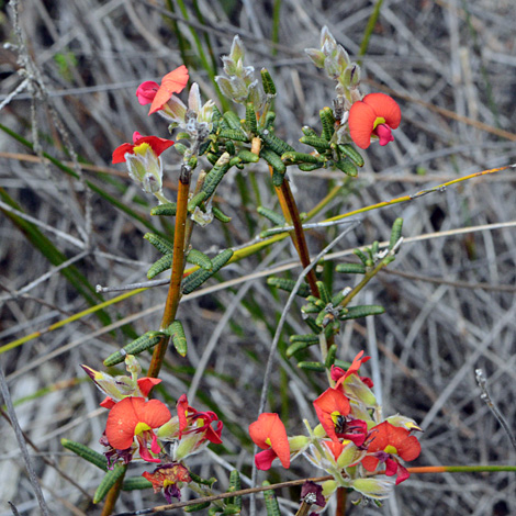 Chorizema uncinatum whole