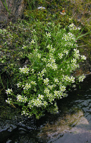 cochlearia officinalis whole