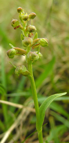 Coeloglossum viride2