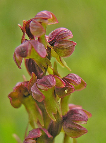 Coeloglossum viride close