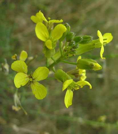 Coincya monensis ssp monensis