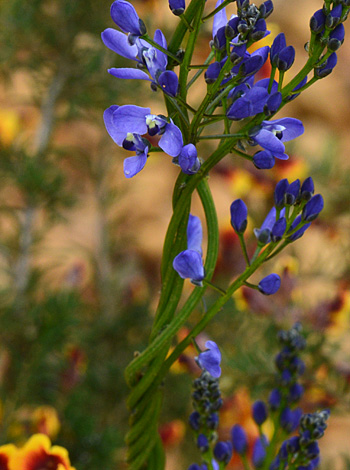 Comesperma ciliatum close