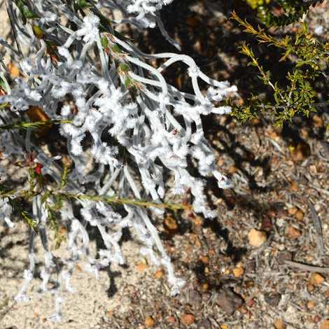 Conspermum bracteosum whole