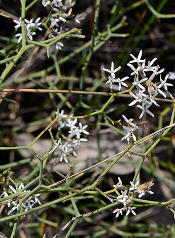 Conospermum flexuosum close