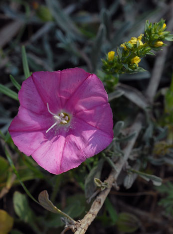 Convolvulus oleifolius flower