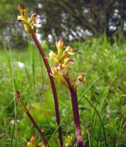 Corallorhiza trifida whole