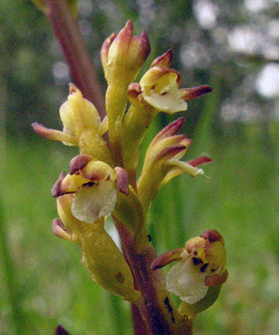 Corallorhiza trifida close