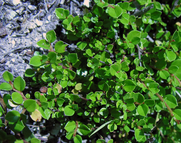 Cotoneaster atropurpureus