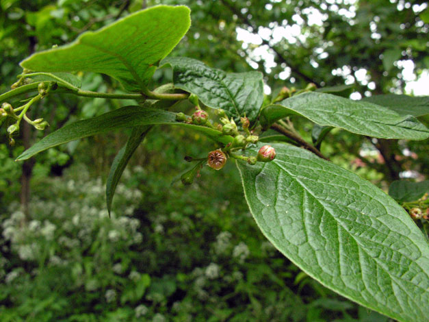 Cotoneaster bullatus