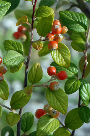 Cotoneaster franchetii close