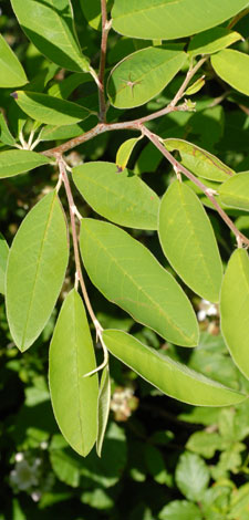 Cotoneaster frigidus leaves