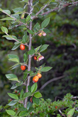 Cotoneaster simonsii