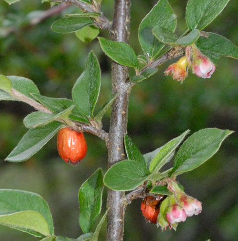 Cotoneaster simonsii