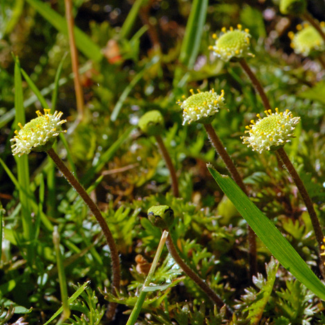 Cotula squalida