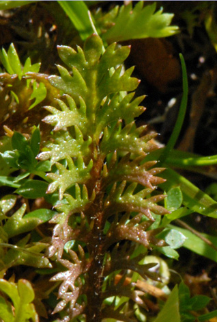 Cotula squalida leaf