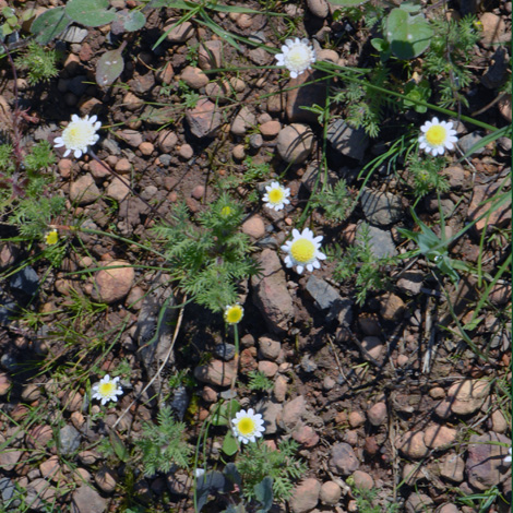 Cotula turbinata whole
