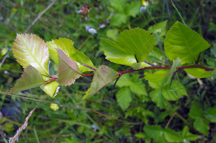 Crataegus persimilis