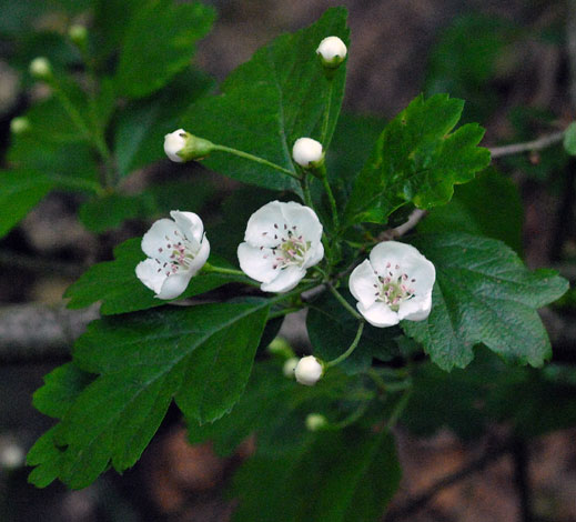 Crataegus x media