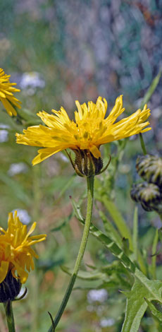 Crepis biennis