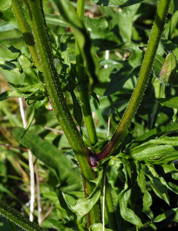 Crepis biennis