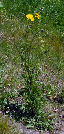 Crepis biennis