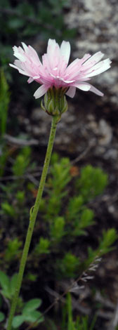 Crepis rubra side of flowerhead