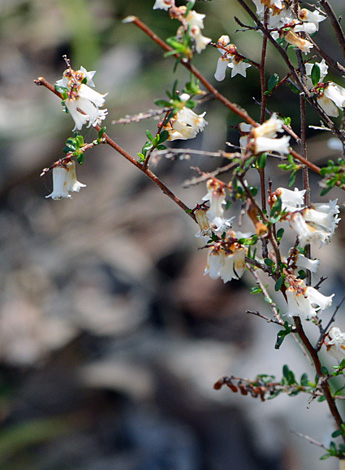 Cryptandra arbutiflora close