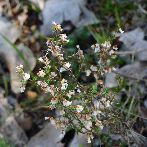 Cryptandra arbutiflora whole
