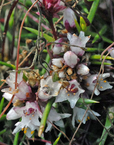 Cuscuta epithymum close