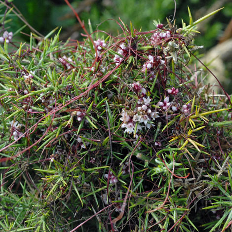 Cuscuta epithymum whole