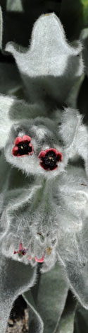 Cynoglossum cherifolium red flower close
