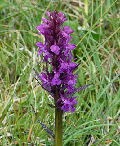 Dactylorthiza incarnata ssp cruenta close