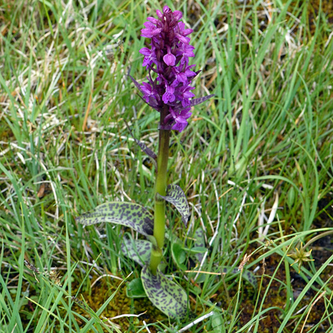 Dactylorthiza incarnata ssp cruenta whole