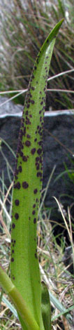 Dactylorhiza incarnata ssp cruenta leaf
