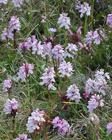 Dactylorhiza maculata habitat