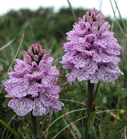 Dactylorhiza maculata habitat