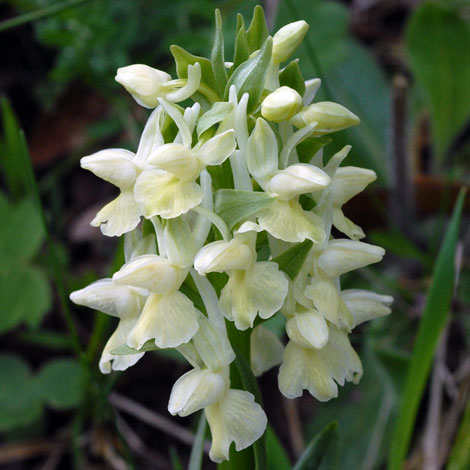 Dactylorhiza romana close