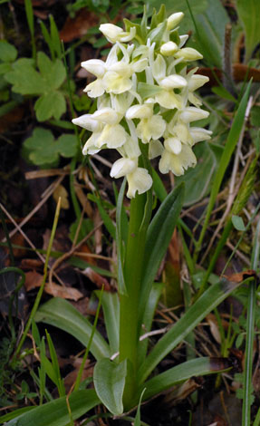 Dactylorhiza romana whole