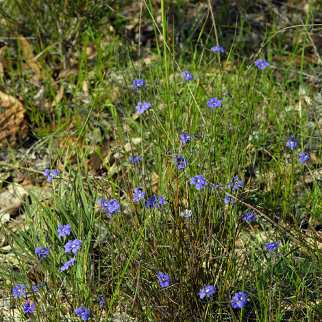 Australian Wild flower: Dampiera sacculata Pouched Dampiera